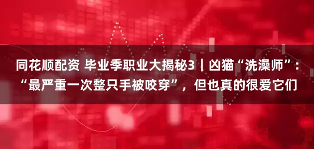 同花顺配资 毕业季职业大揭秘3｜凶猫“洗澡师”：“最严重一次整只手被咬穿”，但也真的很爱它们